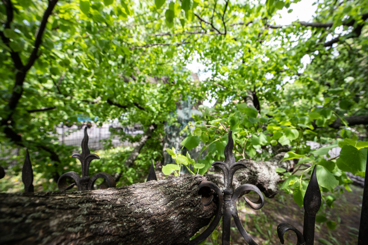Експерти розповіли, як відновлюватимуть зруйновану вітром 400-річну липу в Києві.