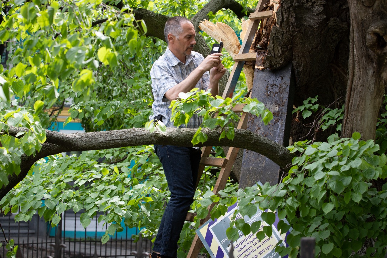 Эксперты рассказали, как будут восстанавливать разрушенную ветром 400-летнюю липу в Киеве.