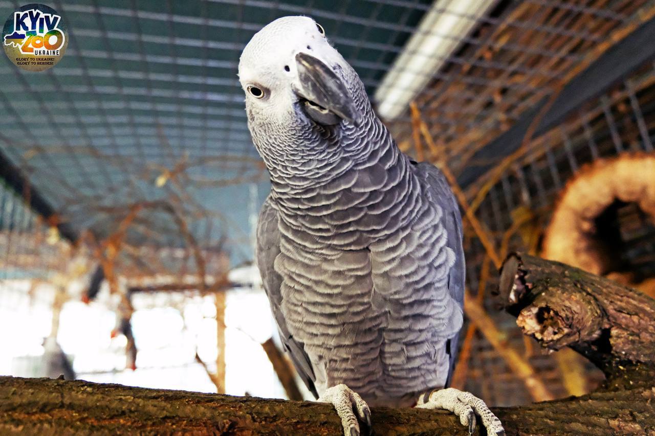 У Київському зоопарку живуть врятовані на війні папужки.