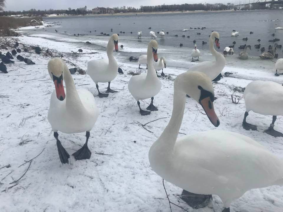 Соликамск белый лебедь фото