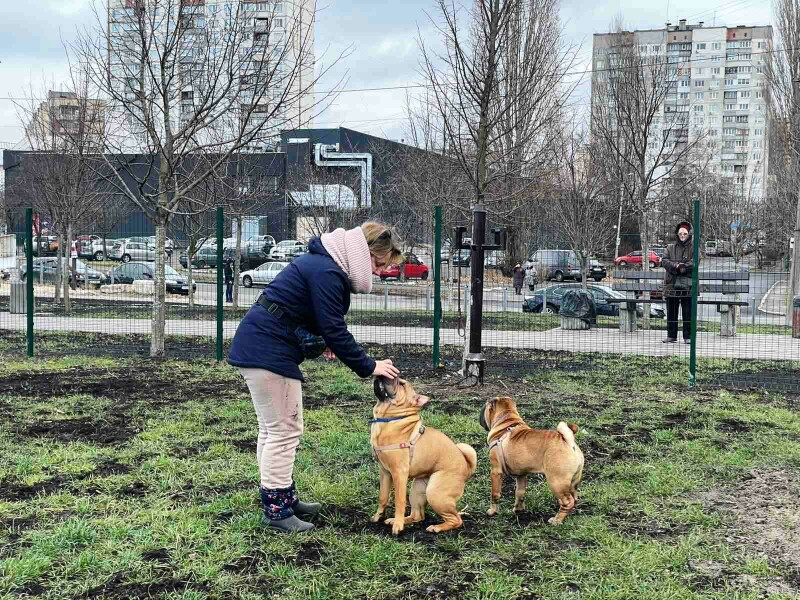 В Киеве появилось еще 9 площадок для выгула и дрессировки собак.