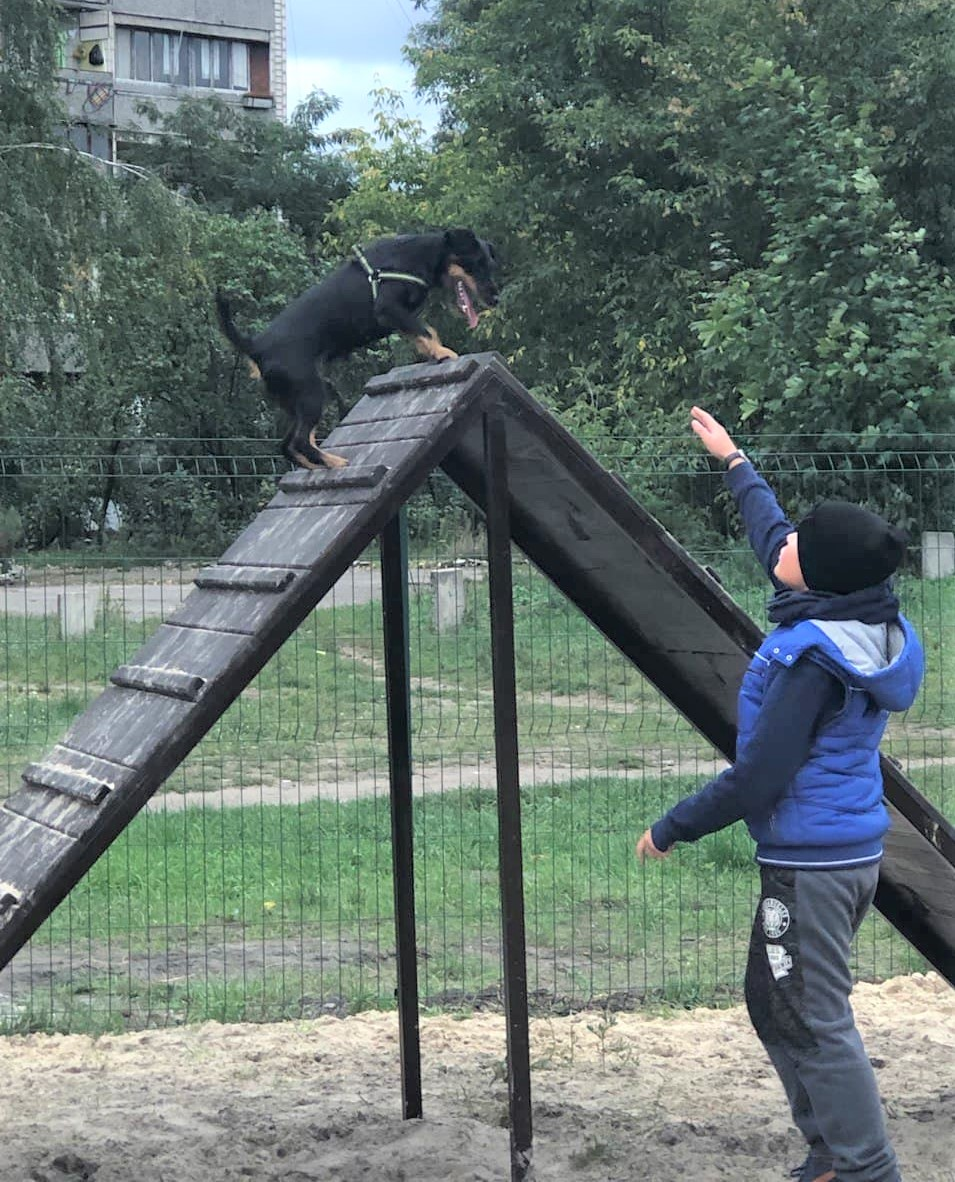 В Киеве появилось еще 9 площадок для выгула и дрессировки собак.