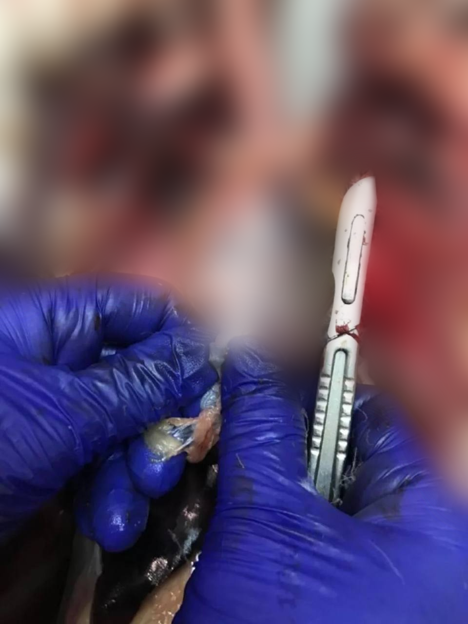 Лебедя, которого нашли мертвым в парке "Наталка", подстрелили.