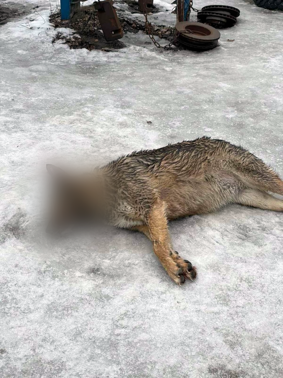 На Гідропарку догхантери отруїли бездомних собак.