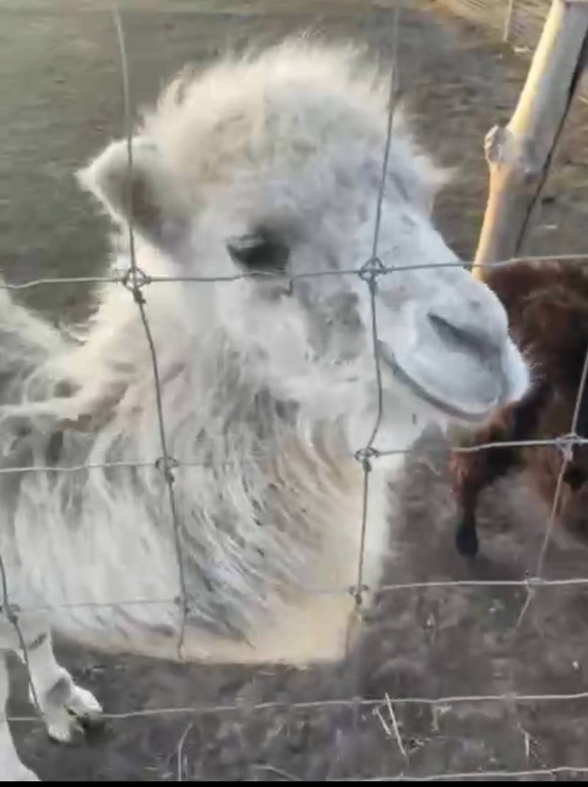 Животных из Ясногородки эвакуировали волонтеры.