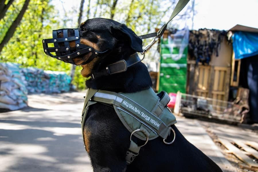Ротвейлер Габріелла забезпечує оборону Києва на блокпостах.