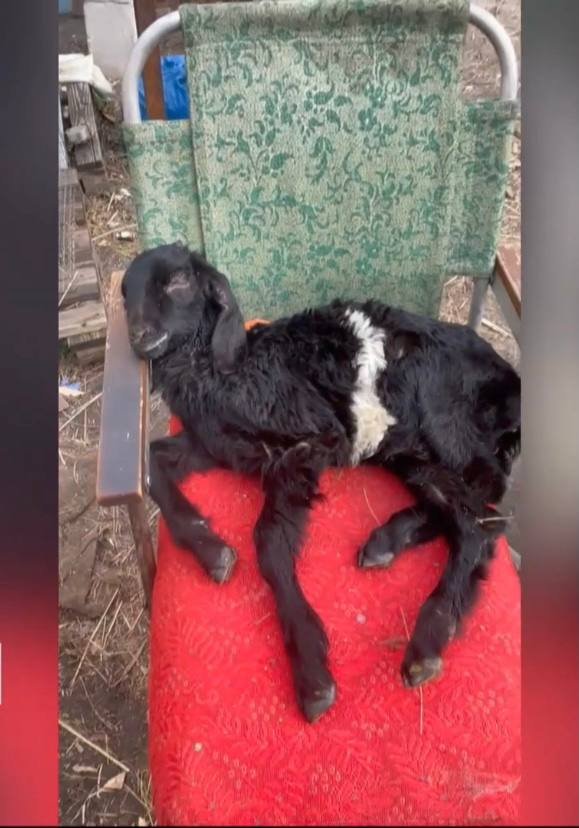 На Київщині подружжя понад місяць жило в окупації на власній фермі.