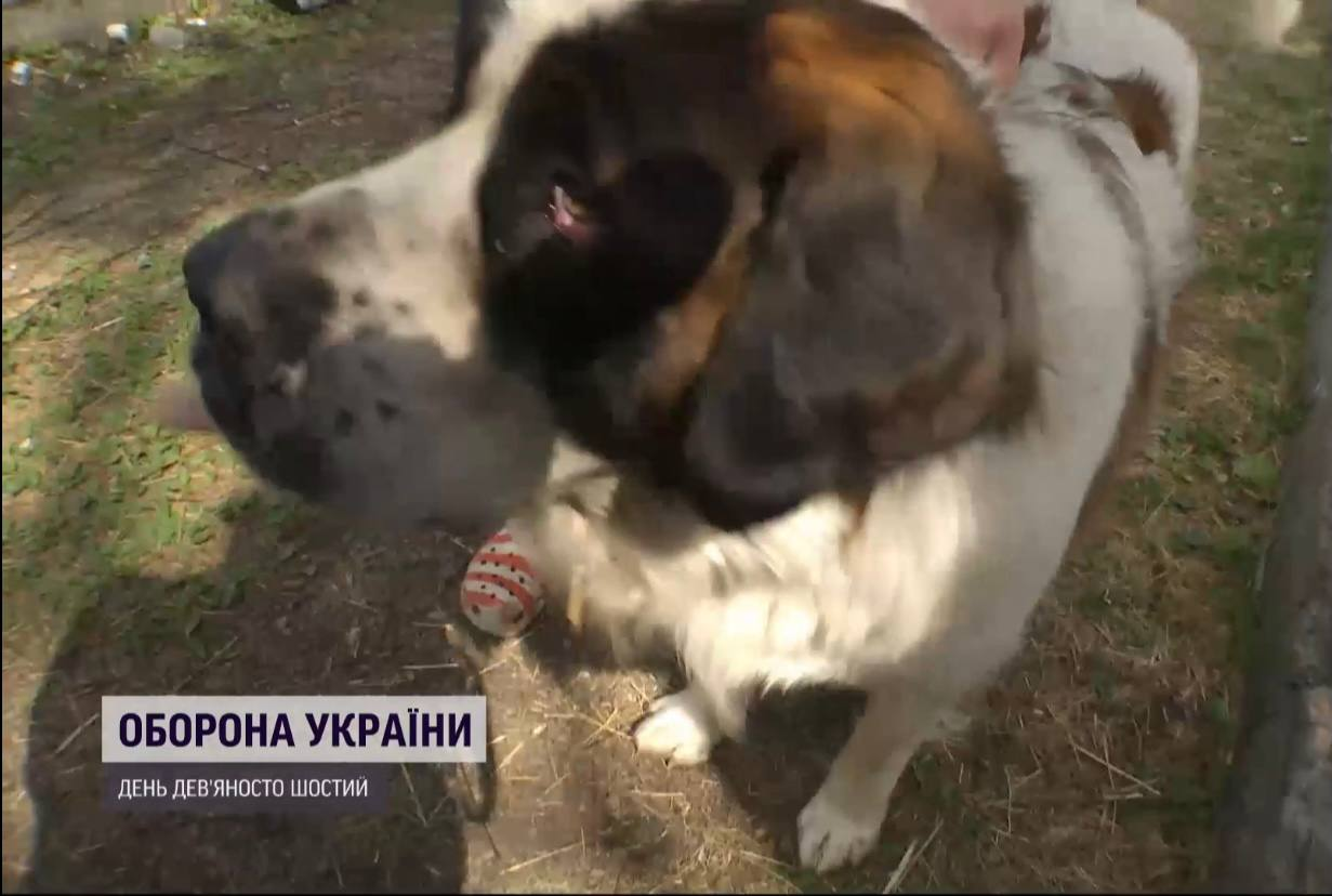 На Киевщине супруги больше месяца жили в оккупации на собственной ферме.