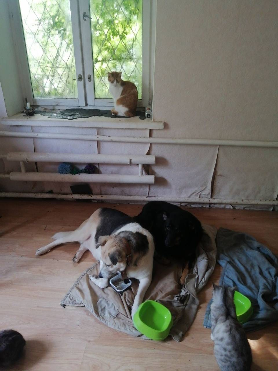 Волонтер эвакуировала 26 животных из Бахмута в Киевскую область.