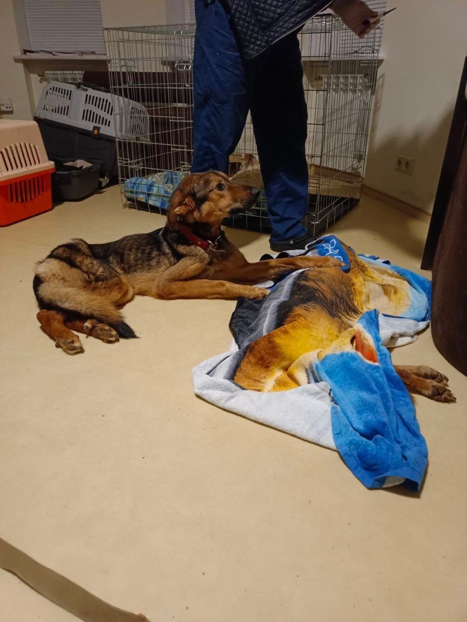 КМДА вирішує питання про звільнення директорки Київської лікарні ветеринарної медицини.