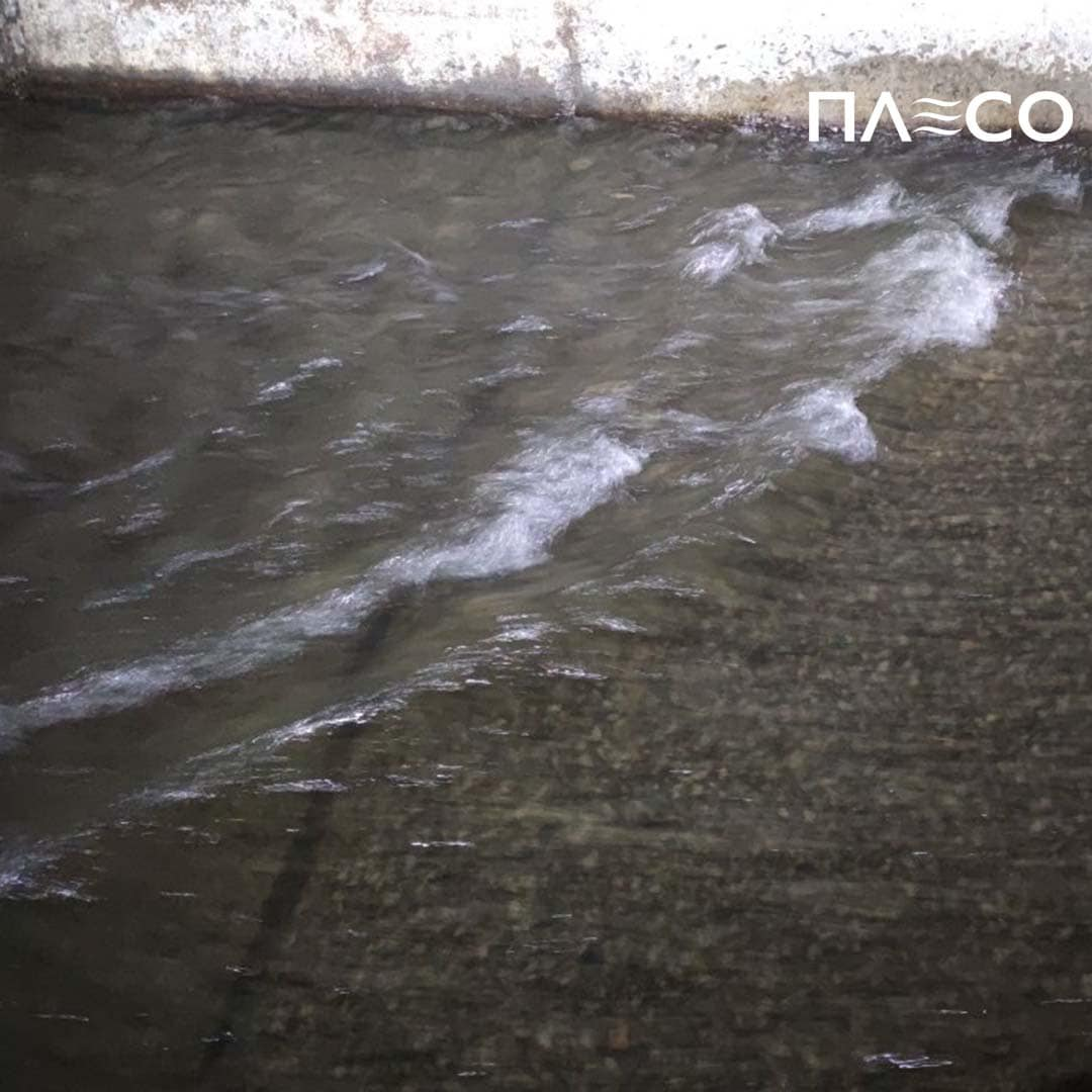 Коммунальщики спасли собаку, которая упала в реку Лыбедь.