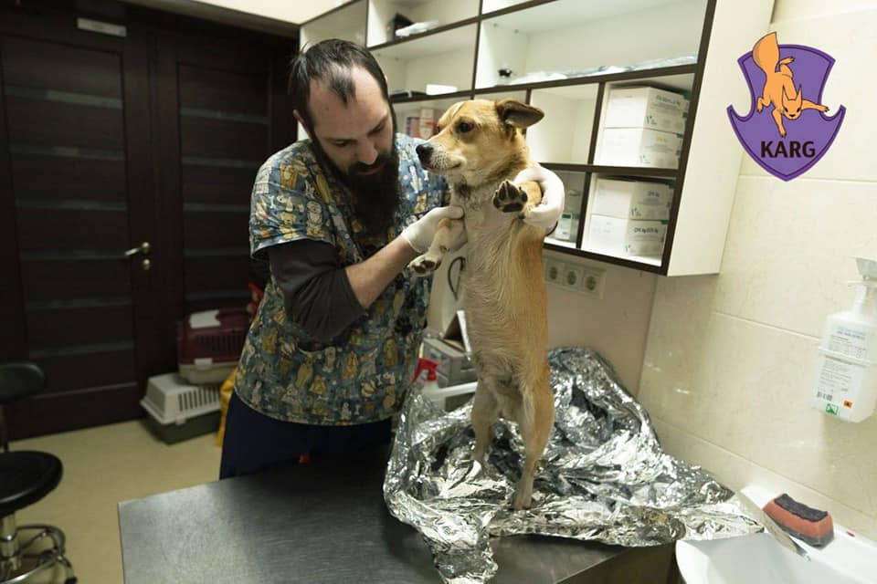 Пес, якого знайшли пораненим в Ірпені, поїхав у нову родину в Португалії.