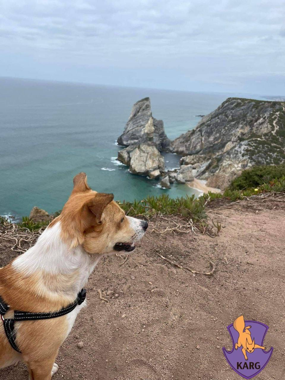 Пес, якого знайшли пораненим в Ірпені, поїхав у нову родину в Португалії.