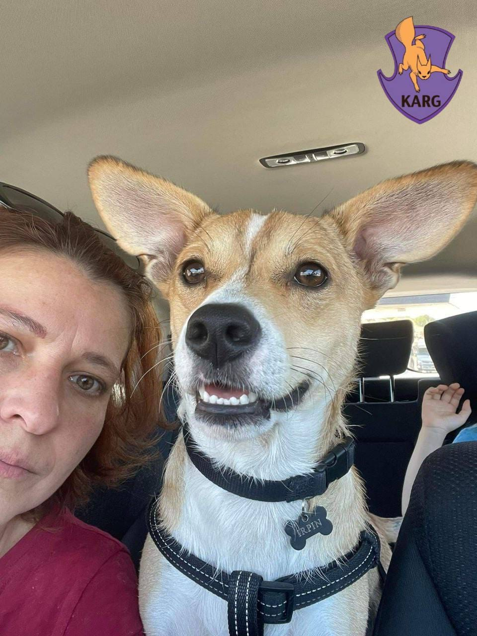 Пес, якого знайшли пораненим в Ірпені, поїхав у нову родину в Португалії.