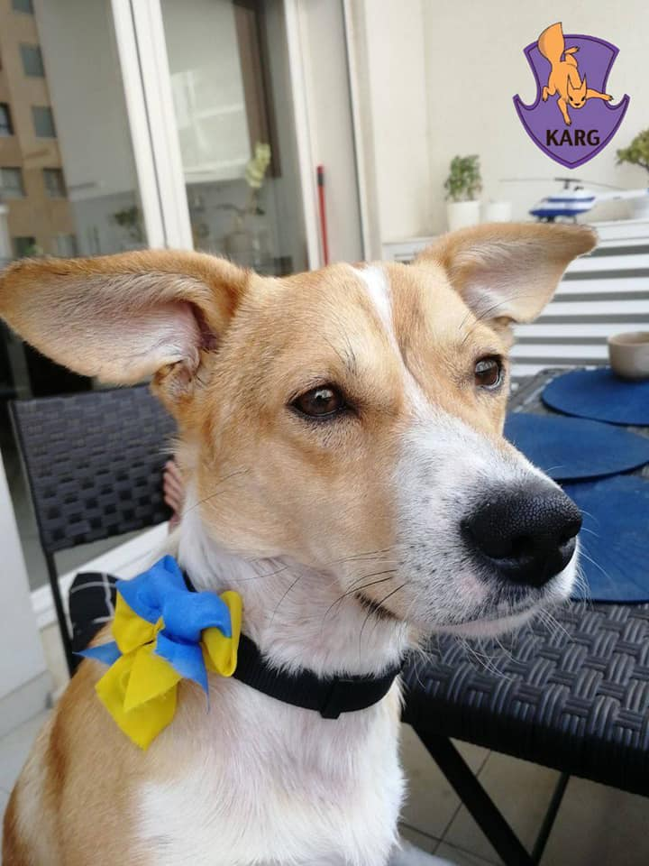 Пес, якого знайшли пораненим в Ірпені, поїхав у нову родину в Португалії.