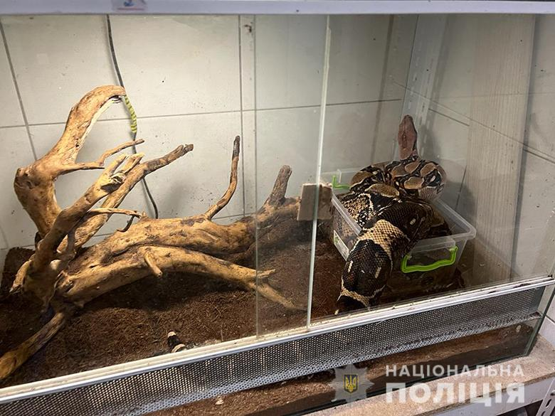 Киевляне продавали в Интернете экзотических и редких животных.