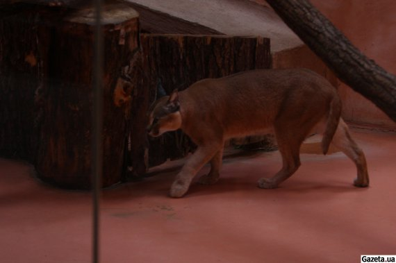 Як виживав зоопарк "12 місяців" у Демидові під час окупації області.