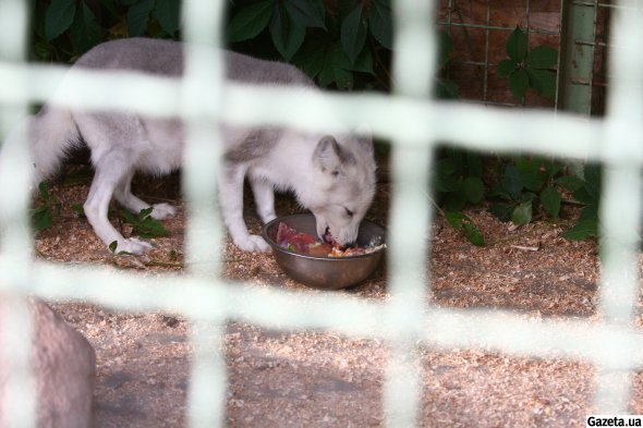 Як виживав зоопарк "12 місяців" у Демидові під час окупації області.