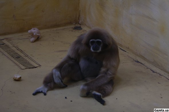 Як виживав зоопарк "12 місяців" у Демидові під час окупації області.