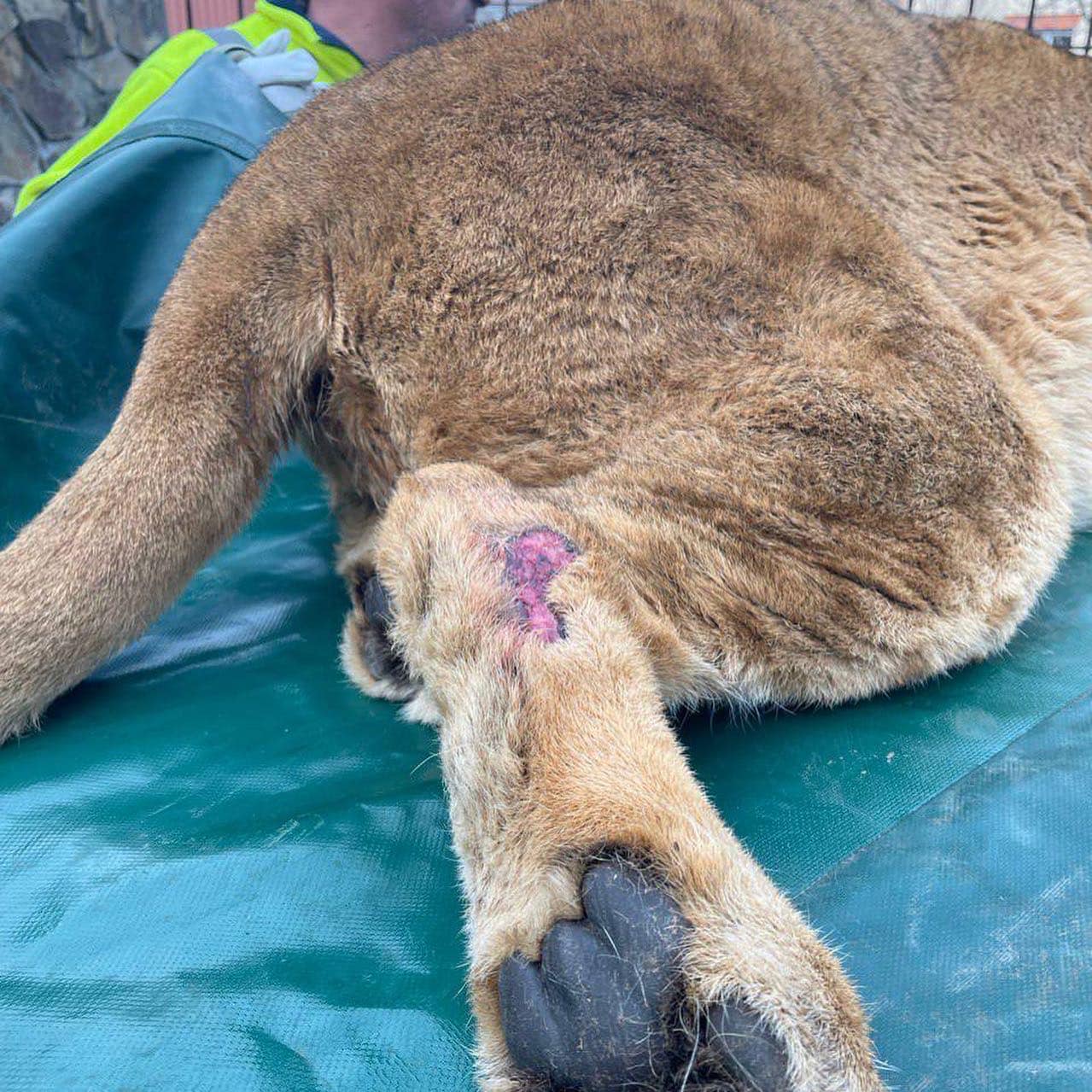 Измученные львы. Фото: Центр спасения диких животных