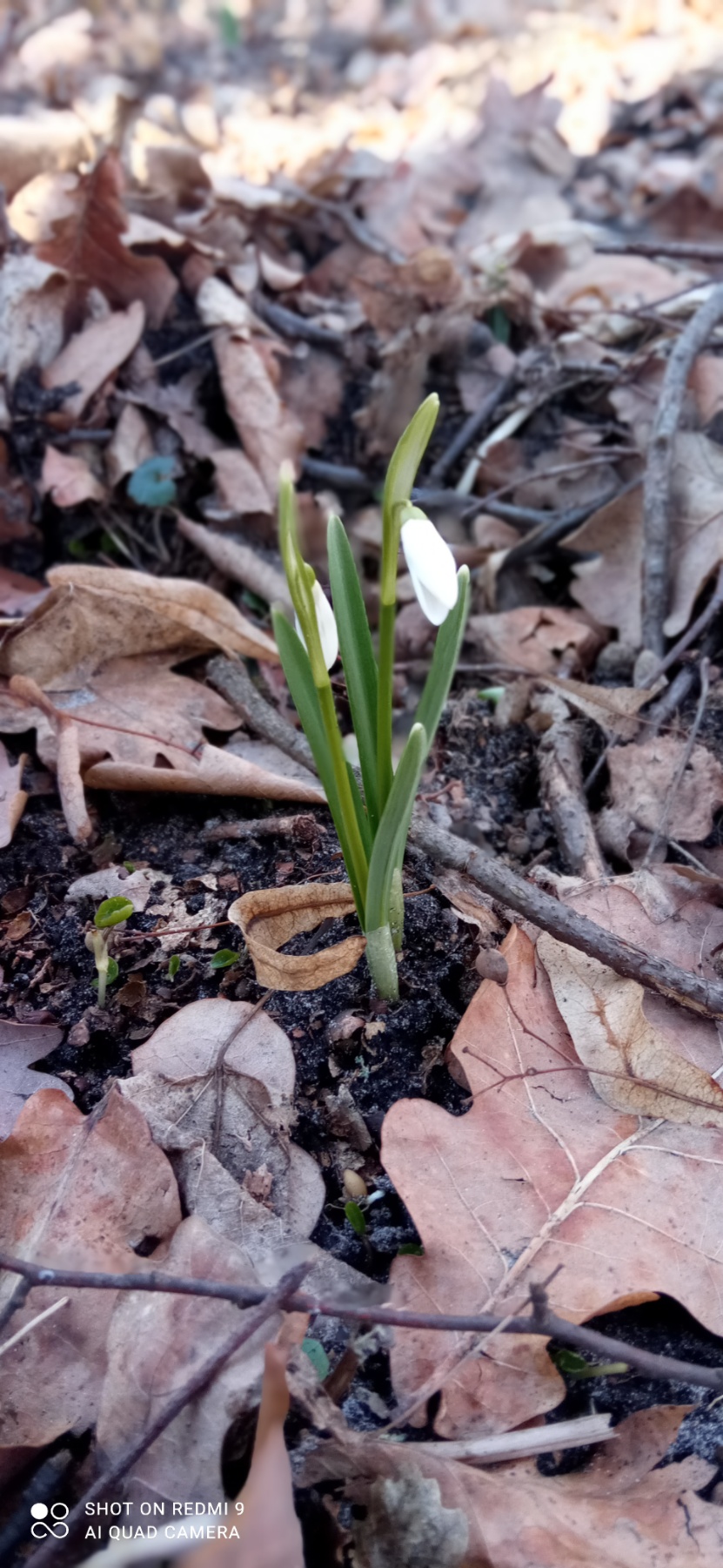 Подснежники. Фото: пресс-служба Голосеевского парка