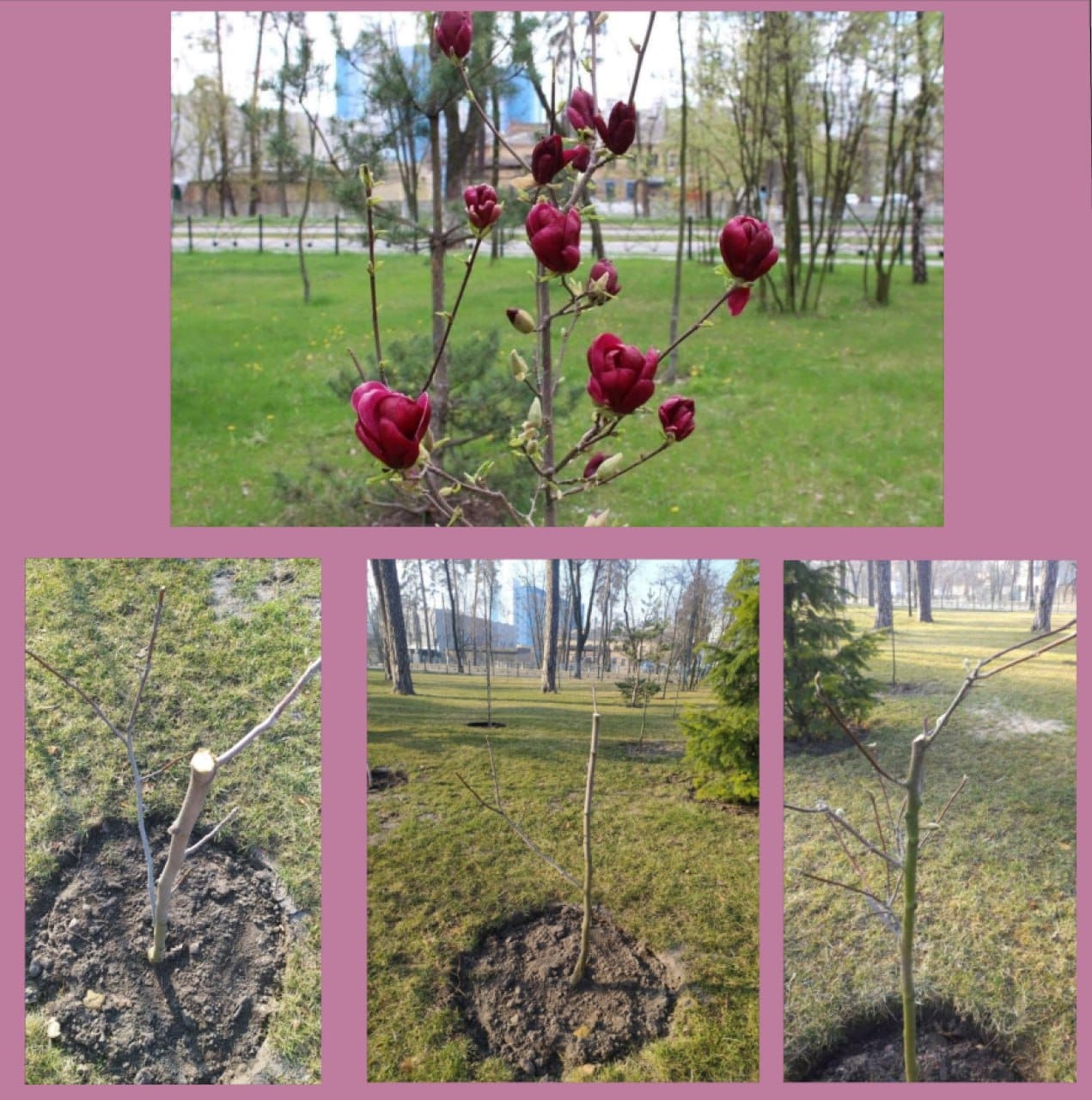 Озеленение района. Фото: КП УЗС Дарницкого района