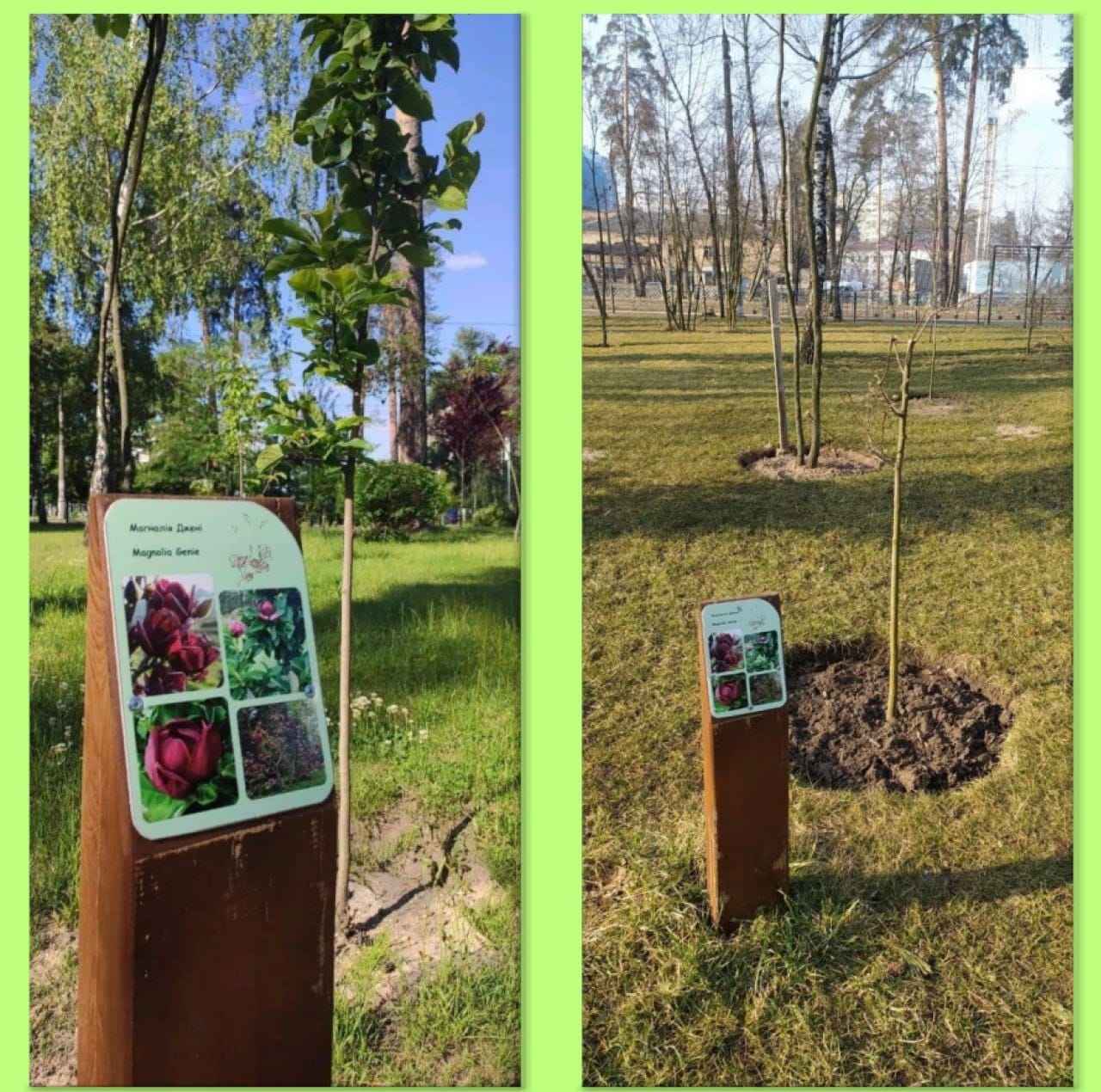 Озеленение района. Фото: КП УЗС Дарницкого района