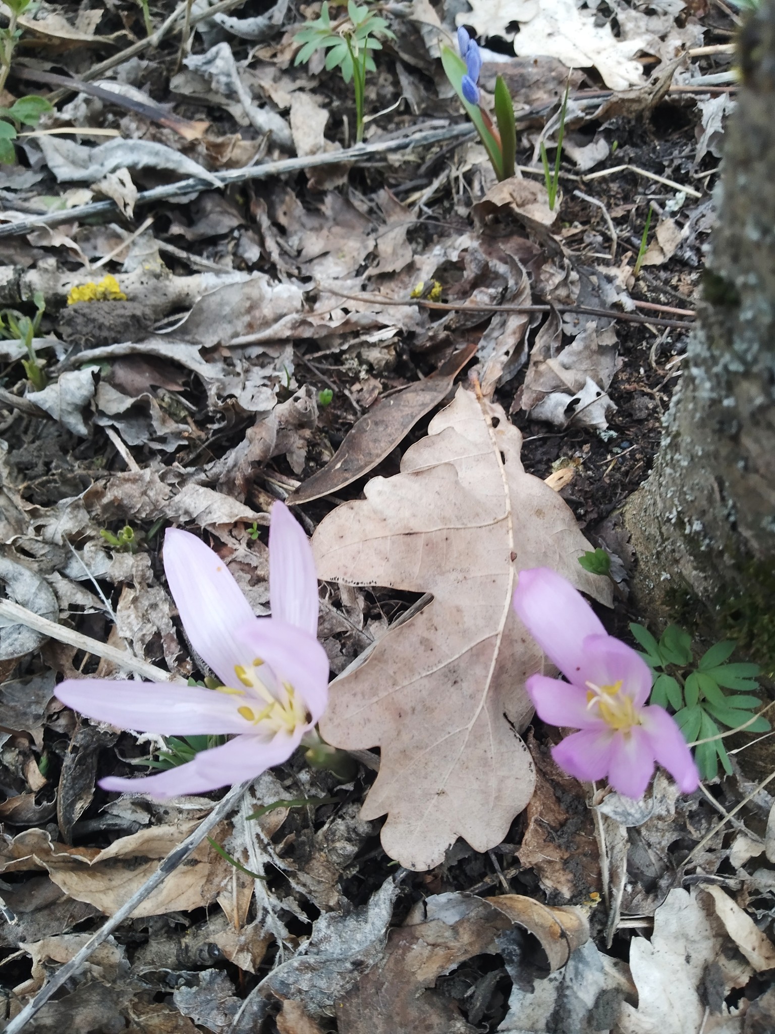 Брандушка. Фото: Киевский эколого-культурный центр 