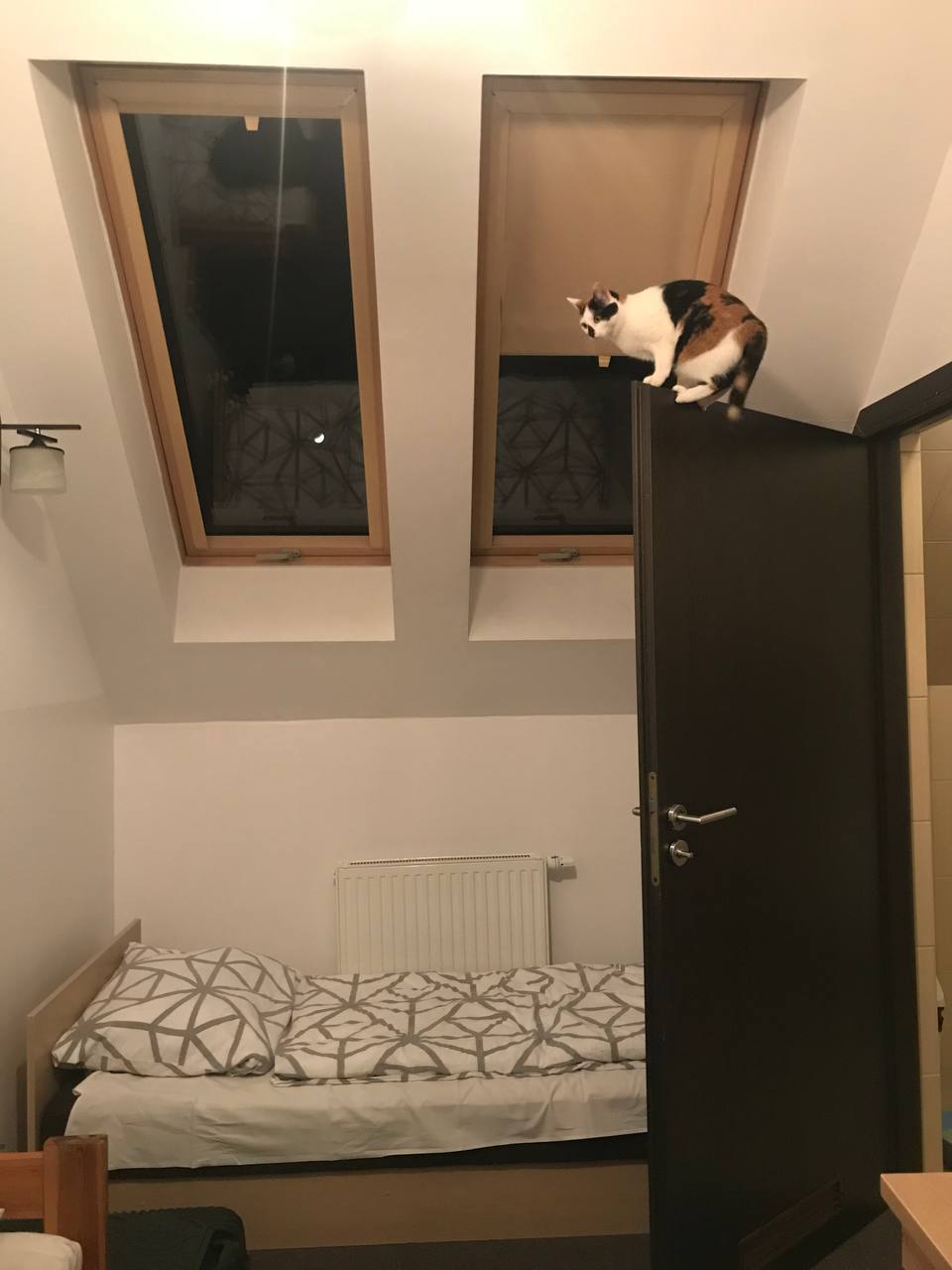 Мушка досліджує новий будинок