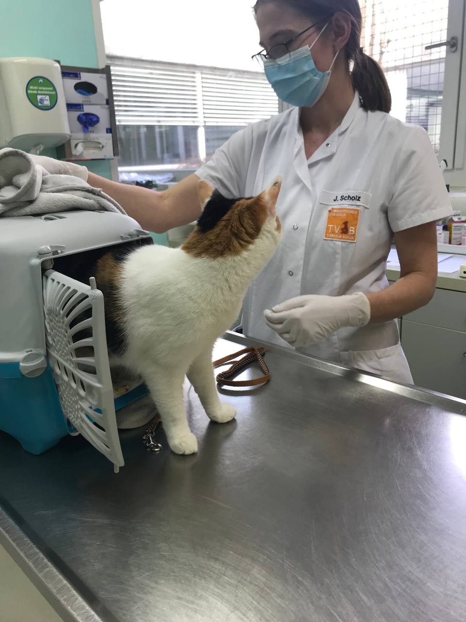 Кішка у ветеринарній клініці Берліну