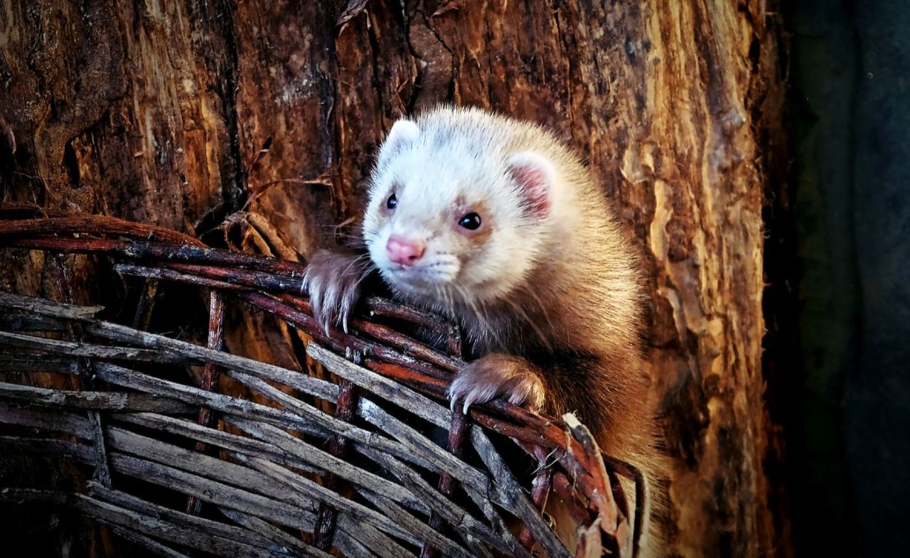 Фретки Фото: Kyiv zoo