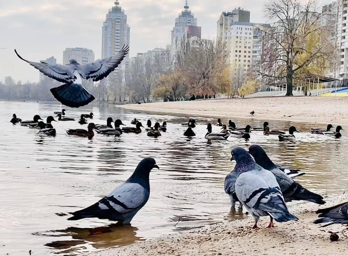 В киевском парке заметили стаи красивых птиц. Фото: соцсети