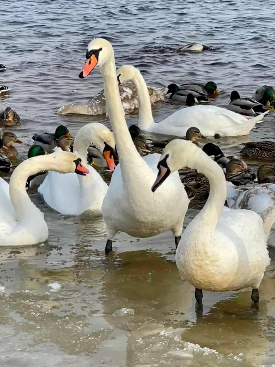 В киевском парке заметили стаи красивых птиц. Фото: соцсети