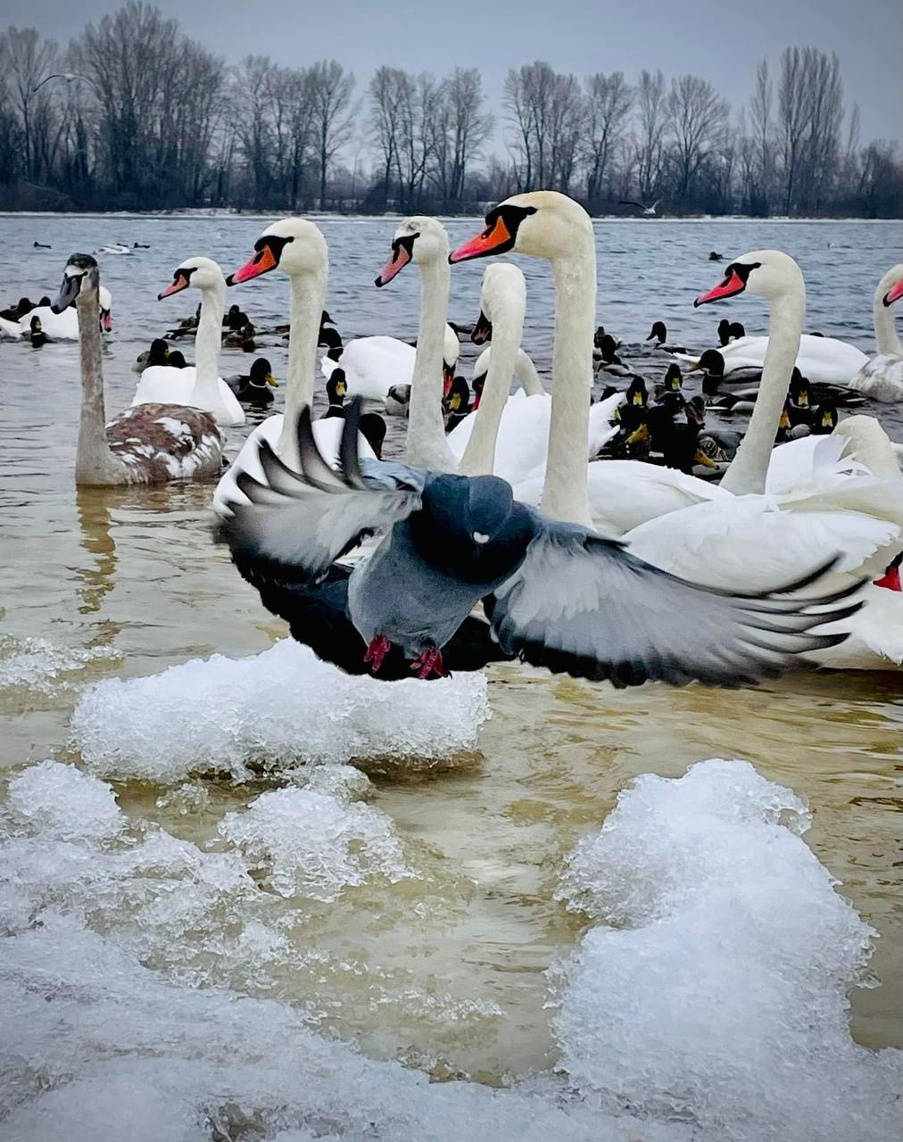 В киевском парке заметили стаи красивых птиц. Фото: соцсети