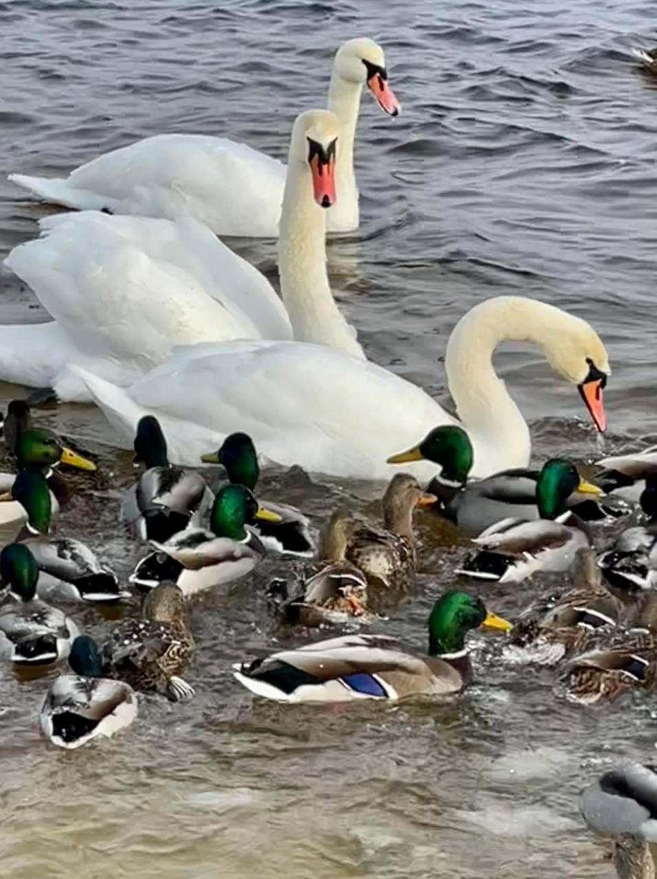 В киевском парке заметили стаи красивых птиц. Фото: соцсети