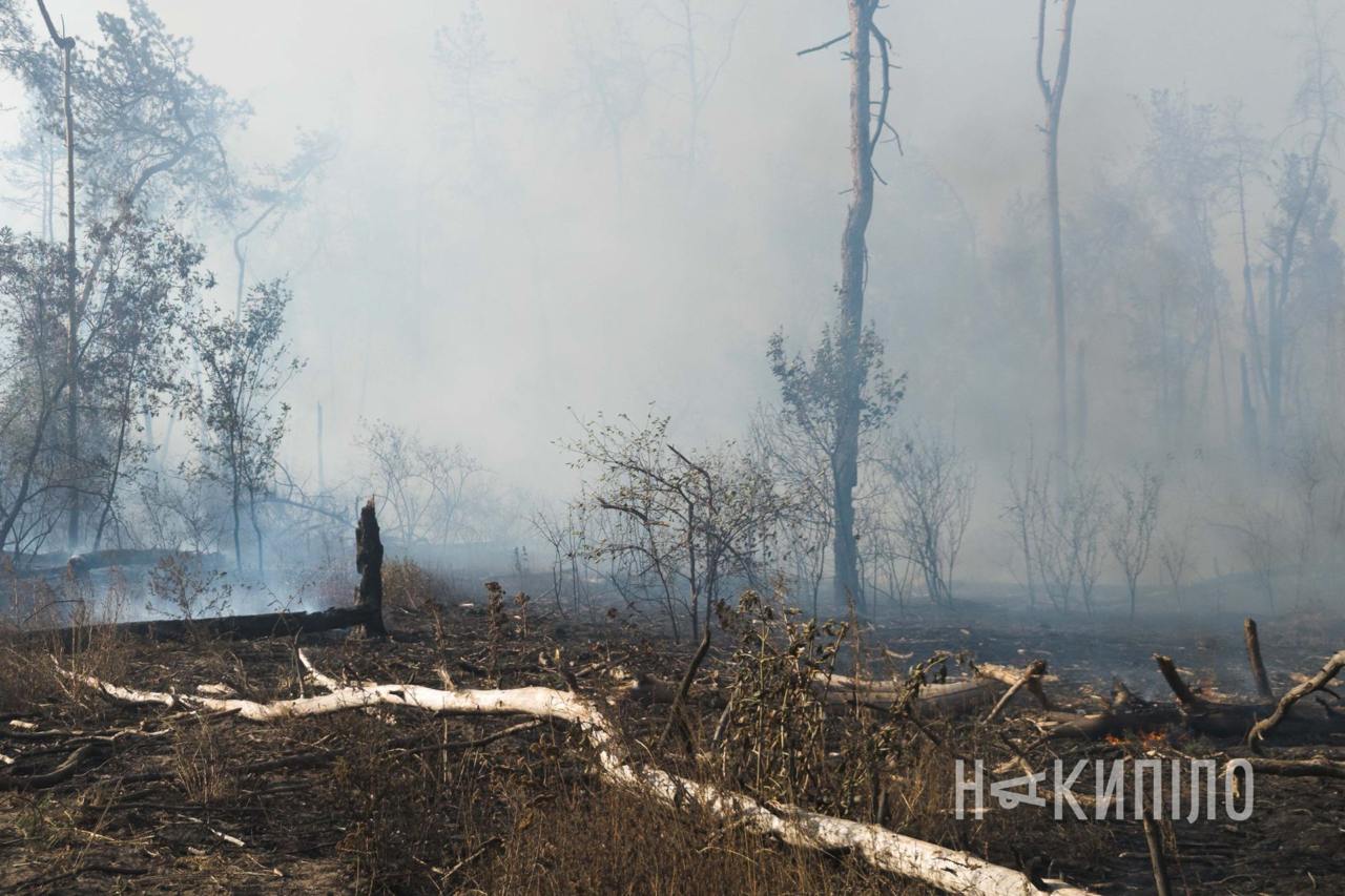 У районі Журавлівського гідропарку горить ліс, транспорт пускають у об'їзд.