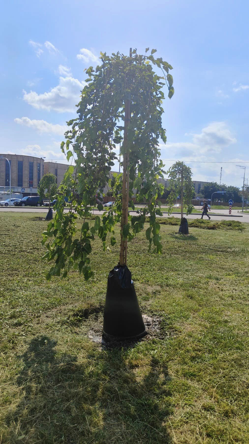 В Киеве впервые применили инновационный способ полива деревьев -