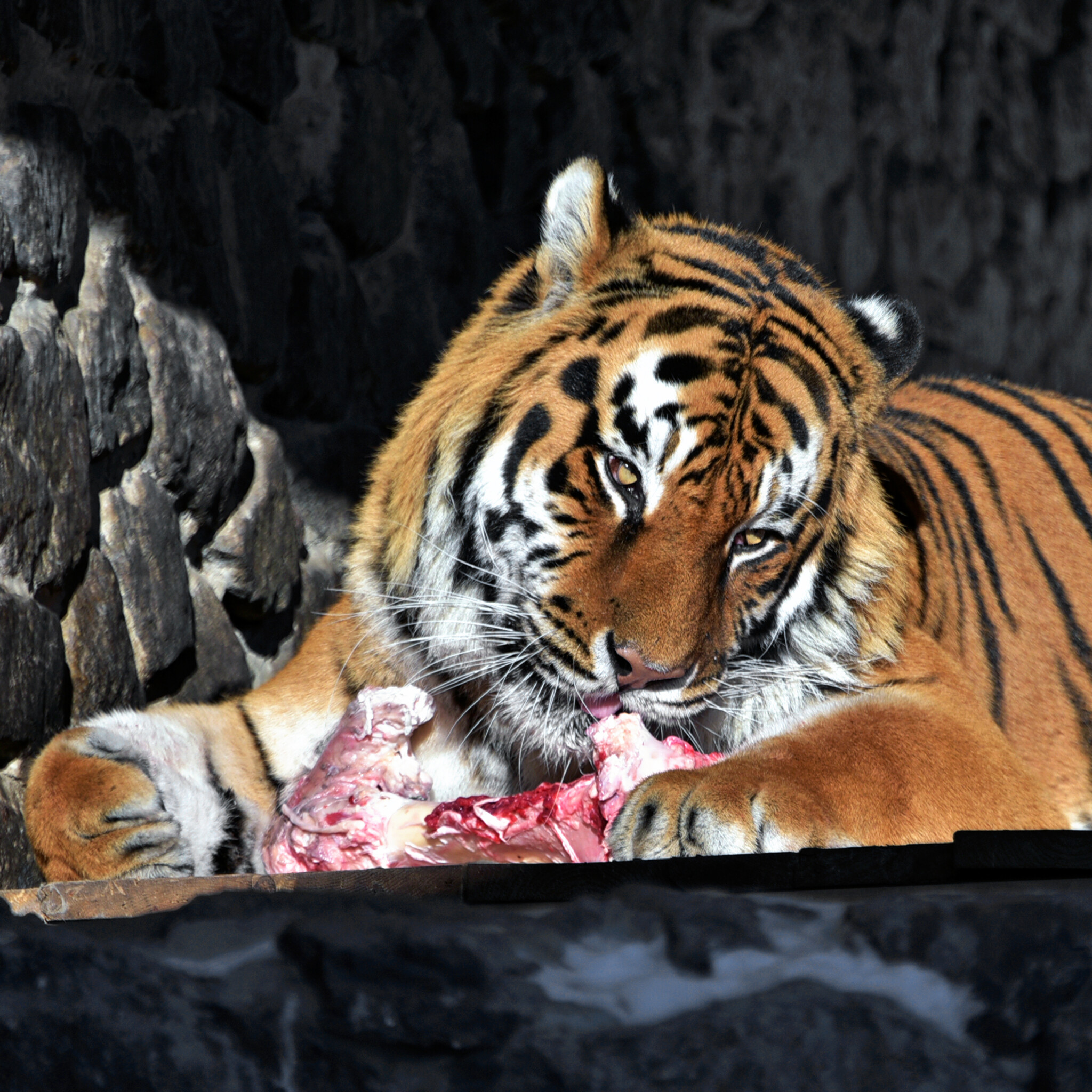 У Київському зоопарку святкують День народження тигрів -