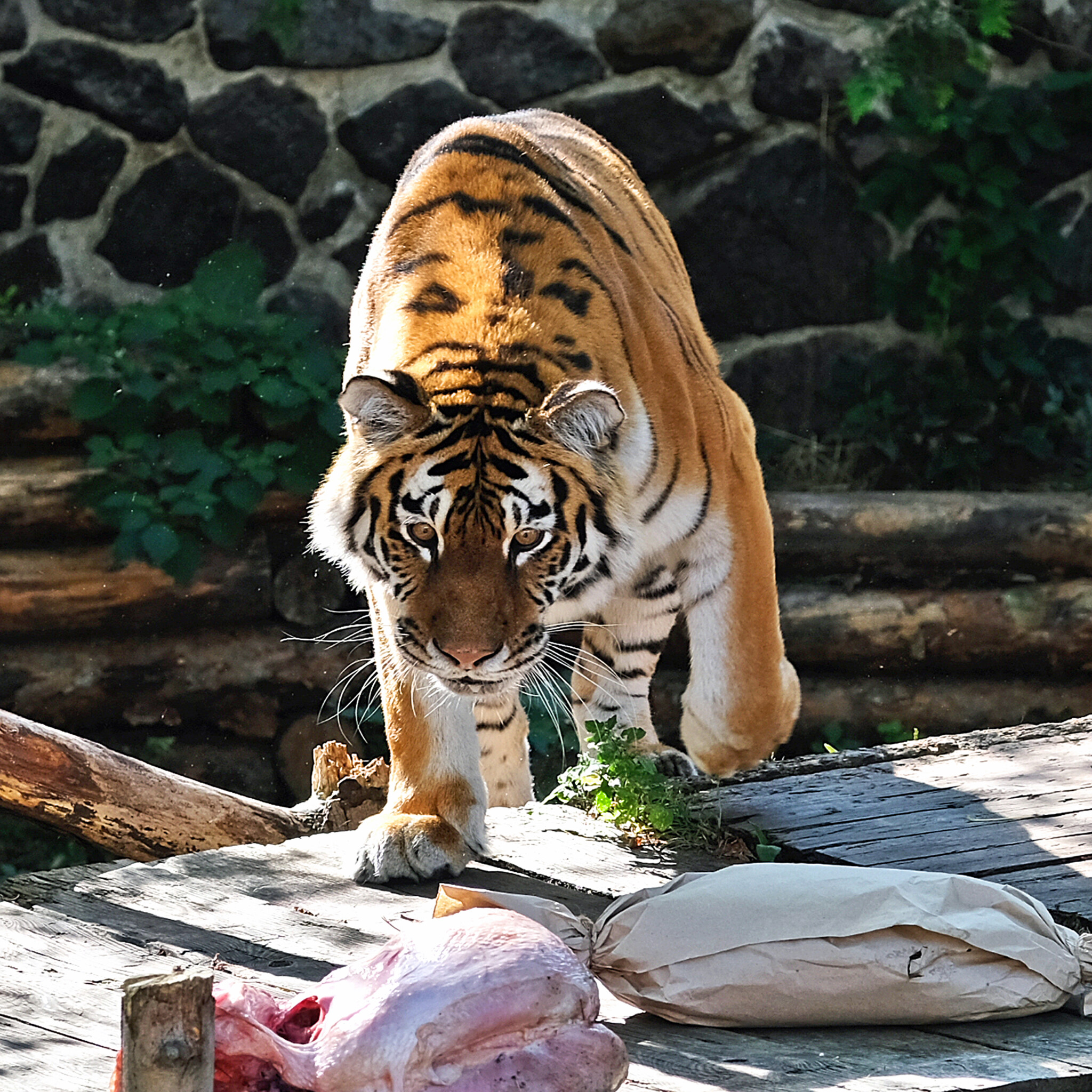 У Київському зоопарку святкують День народження тигрів -