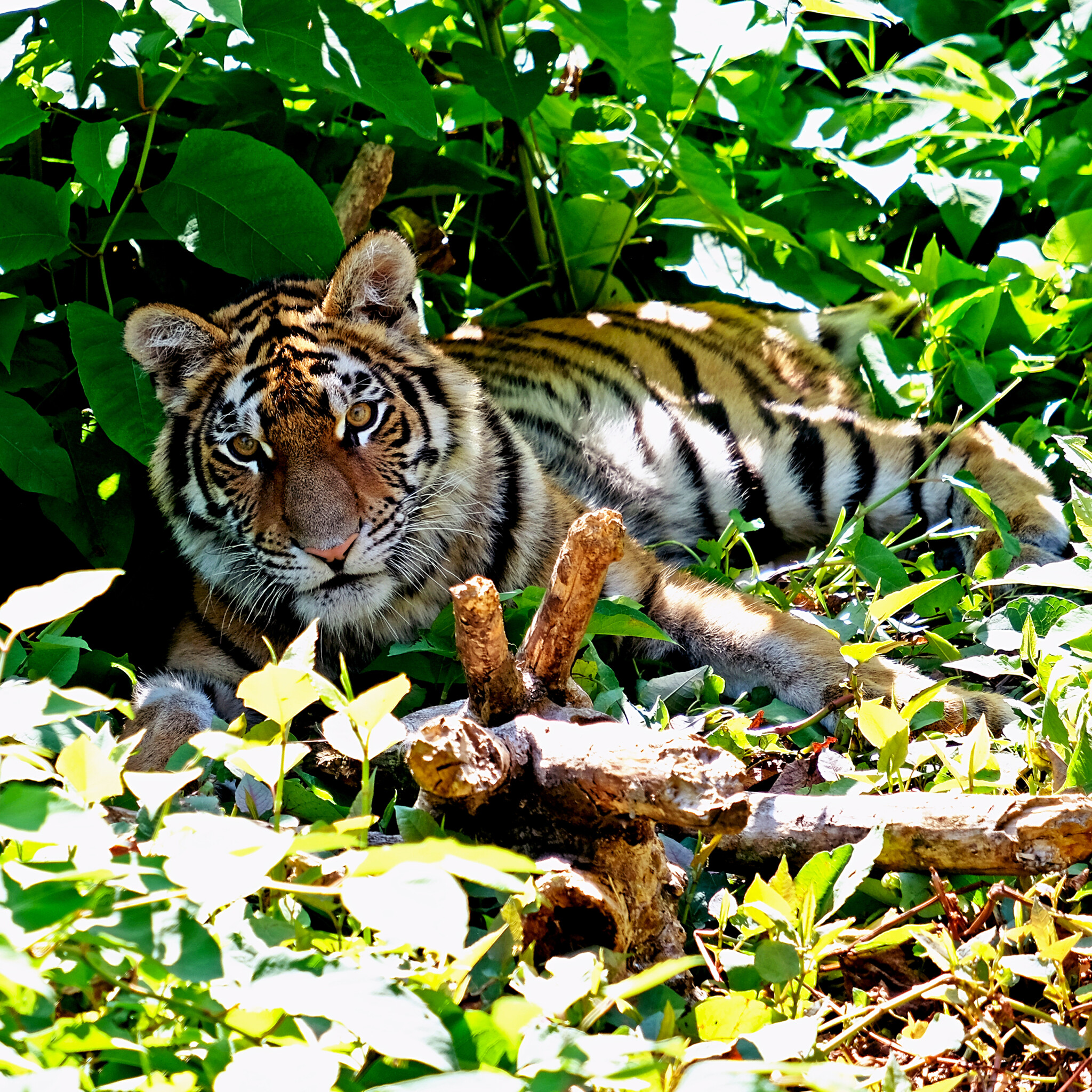 У Київському зоопарку святкують День народження тигрів -