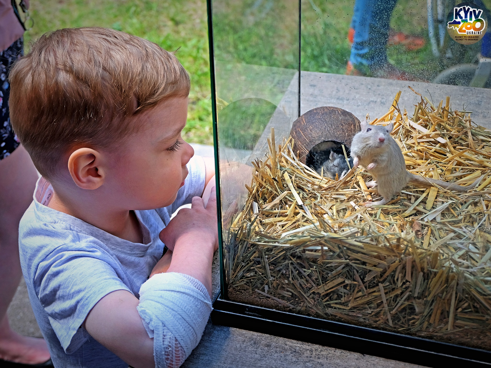 Звірята з Київського зоопарку завітали до маленьких пацієнтів "Охмадиту" -