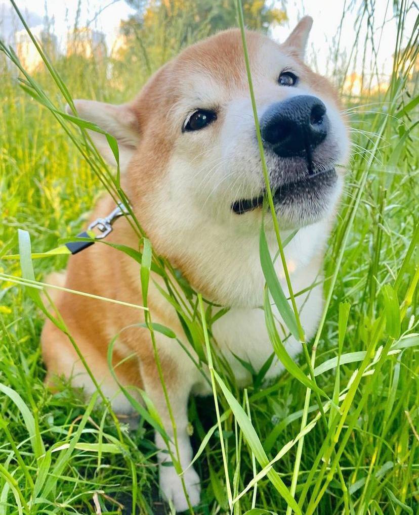 Даша Астаф’єва звинувачує ветклініку у вбивстві її собаки -