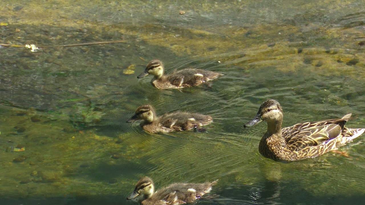 В Киеве очистили от мусора реки Почайну и Лыбидь фото 1