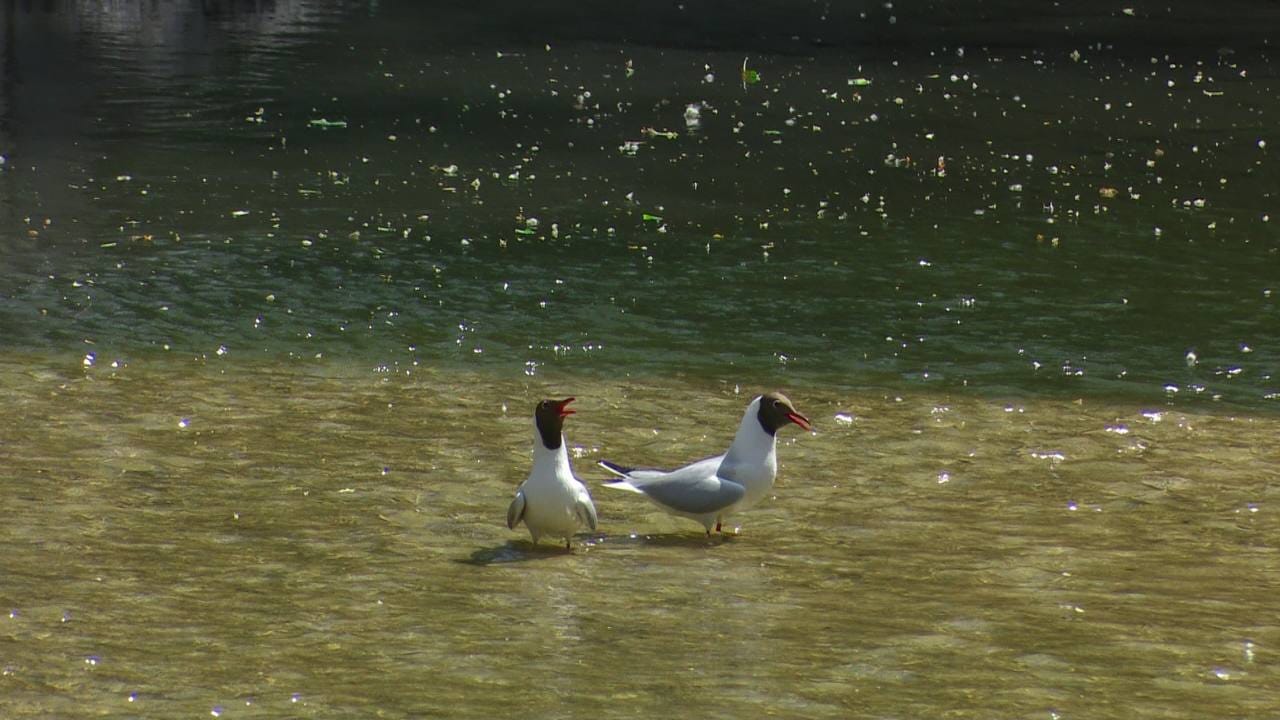 В Киеве очистили от мусора реки Почайну и Лыбидь -