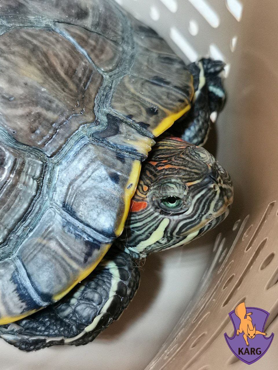 У Києві в сміттєвому баці знайшли покинутих тваринок.