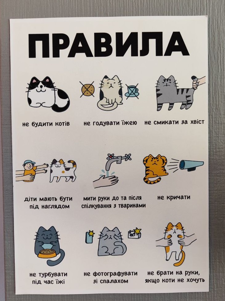 Кото-кафе у Києві: яке меню, ціни.