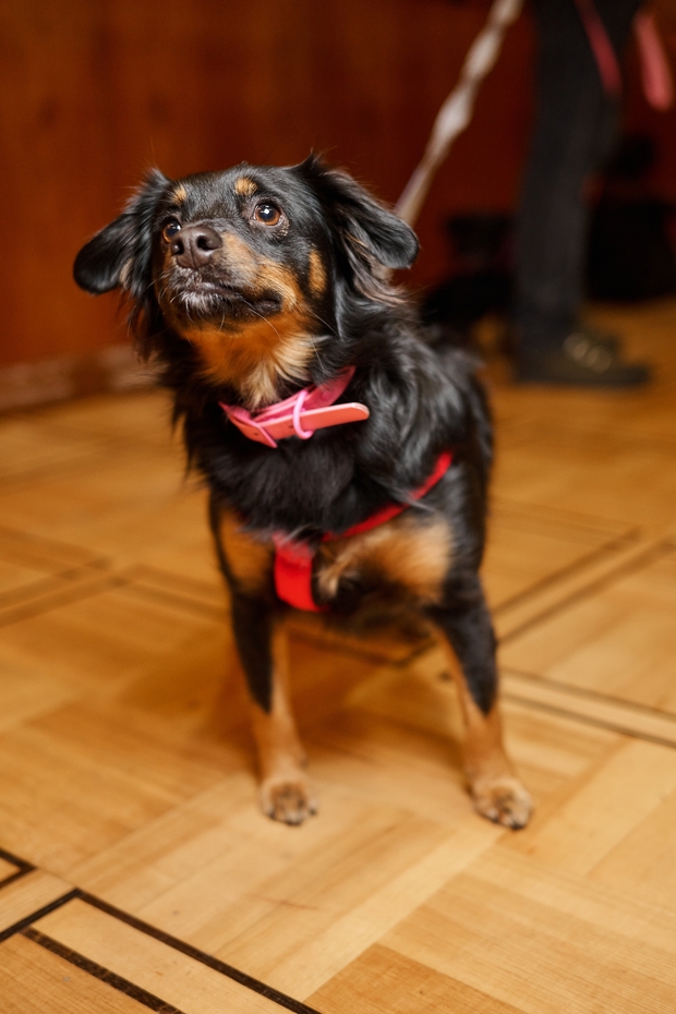 Собаки з притулку в центрі уваги: актори фільму "Песики" на червоній доріжці MUZVAR AWARDS 2024