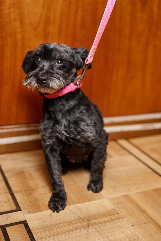 Собаки з притулку в центрі уваги: актори фільму "Песики" на червоній доріжці MUZVAR AWARDS 2024