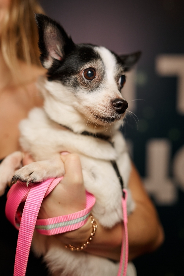 Собаки з притулку в центрі уваги: актори фільму "Песики" на червоній доріжці MUZVAR AWARDS 2024