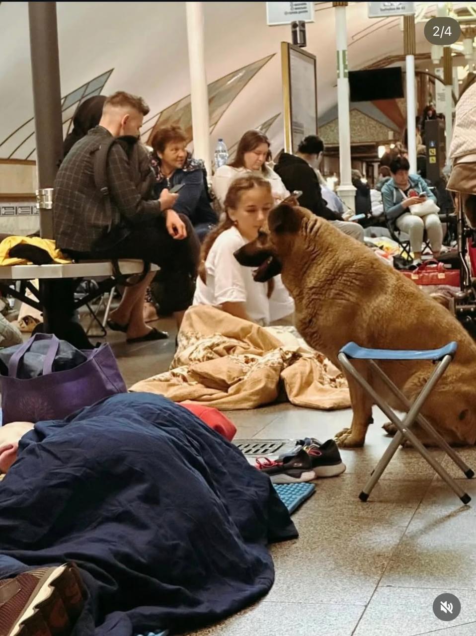 На станцию метро "Теремки" больше не впускают собачку Мишу во время российских атак фото 1